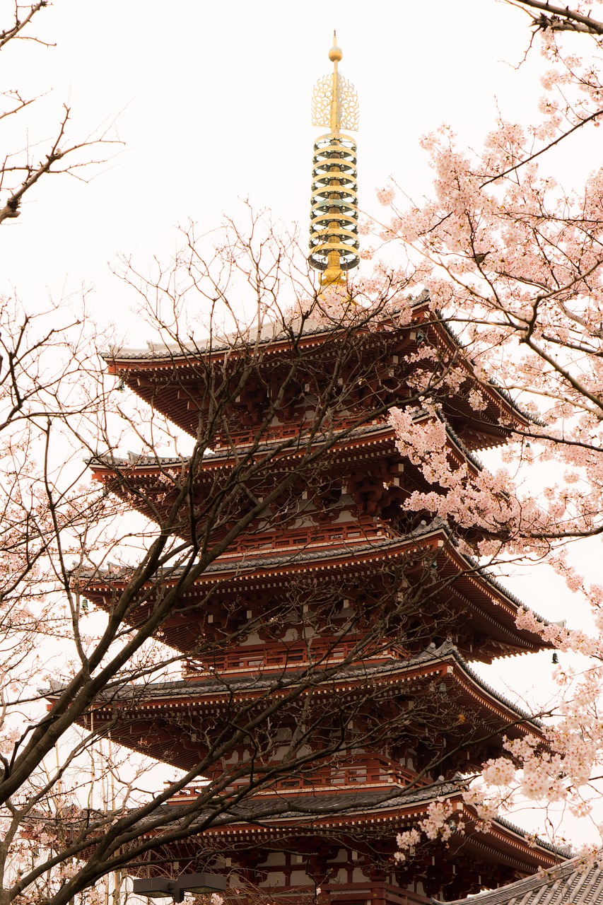 asakusa, japan, cherry blossoms, asakusa, asakusa, asakusa, japan, japan, japan, japan, japan